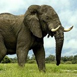 Divulgan crueles imágenes de un elefante maltratado en festival de Sri Lanka