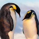 Dos pingüinos machos adoptan un huevo abandonado y se convierten en padres