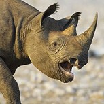 Rinoceronte descarga su furia contra el auto de su cuidadora: La mujer se salvó de milagro