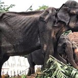 Fallece la elefanta esclava que fue noticia por su lamentable estado físico