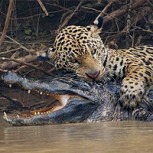 Jaguar sorprende a caimán en pleno pantano en una batalla salvaje: ¿Quién ganó?