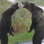 Dos osos protagonizan feroz lucha en plena carretera y todo queda grabado en video