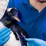 Polémica en Londres: Crían al primer pingüino del mundo con sexualidad neutra