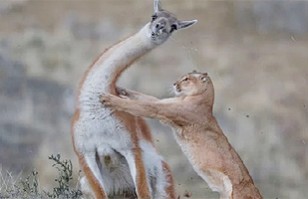 Estos son los ganadores del concurso "Wildlife Photographer of The Year ...