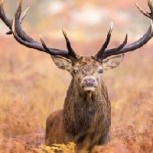 Ciervo entra a peluquería y destruye todo a su paso: Video registró el dramático momento