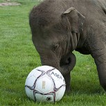 Los animales también juegan al fútbol: Así se divierte este pequeño elefante