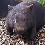 Horror en Australia: Policía de civil es grabado mientras apedrea animal indefenso por diversión
