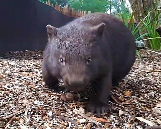 El wombat es un marsupial pequeño que habita sólo en algunas regiones de Oceanía.
