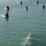 Estos surfistas estaban esperando las olas, pero se llevaron una enorme sorpresa