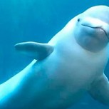 Una ballena beluga juega al rugby con marineros y el video es sorprendente