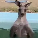 Este canguro refrescándose en una piscina se volvió viral, pero esconde una triste historia detrás