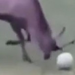 El “ciervo futbolista” hace un gol y lo celebra enloquecido: Increíble video