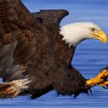 Pescadores rescatan a águila americana de los tentáculos de un pulpo: Dramática lucha por la vida