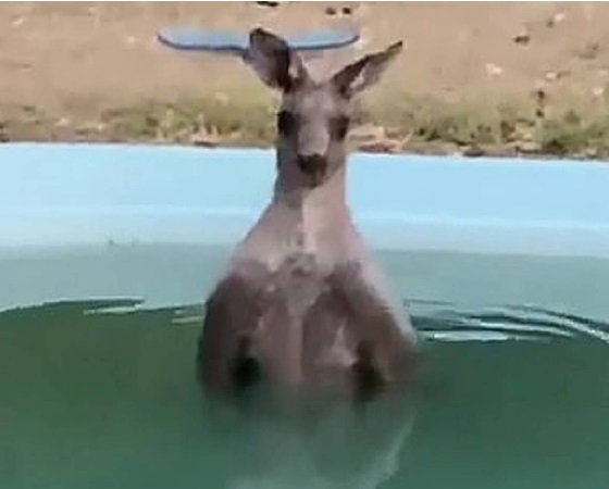 El canguro se refugia del fuego en una piscina.