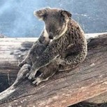 Un bombero le da de beber a un koala deshidratado: El video más conmovedor de la semana