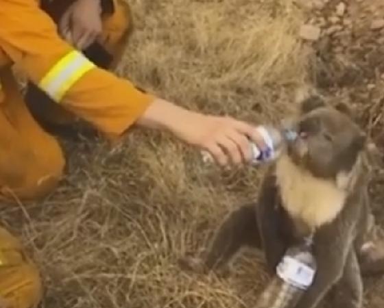 Un bombero le da de beber a un koala deshidratado: El ...