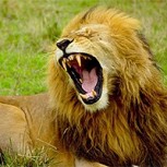Este león se prepara para atacar y el final termina sorprendiendo a todos con inesperada actitud
