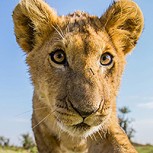¿Qué hacen los animales al cruzarse con una cámara en el suelo? Aquí está la respuesta