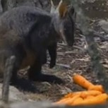 Incendios en Australia: Lanzan toneladas de comida desde helicópteros a los animales sobrevivientes