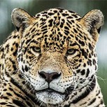 Mujer vive momentos de terror tras ataque de jaguar con el que quiso tomarse una selfie: Podría perder un brazo
