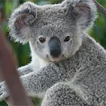 Un koala llora la muerte de su amigo: Imágenes desgarradoras que entristecieron a muchos