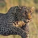 Registran a leopardo escapando de una leona a velocidad increíble: Vea el video