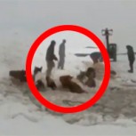 Filman desesperado rescate de caballos atrapados en un lago congelado: ¿Lograron salir?