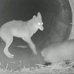 La amistad más extraña: Un coyote y un tejón salen juntos a cazar