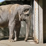 Desgarrador: Una elefanta hace un duelo de cuatro días sin despegarse del cadáver de su cría