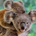 Otro golpe para el futuro de los koalas: Matan al menos 80 ejemplares durante la tala de un bosque
