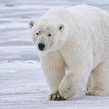 Expertos revelan cruda realidad de los osos polares: Falta de comida los hace recurrir al canibalismo