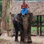 Los “beneficiados” por la pandemia: Elefantes fueron liberados en Tailandia