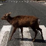 Los ciervos se apoderan de ciudad japonesa: Estas son las mejores fotos