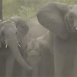 Así se protegen los elefantes en manada frente a un posible ataque de invasores