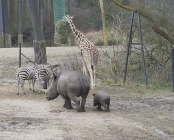 La cría de rinoceronte conoció a otros habitantes del zoológico.