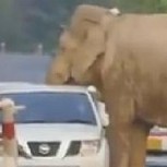 Elefante aprovecha puesto de retén en carretera para robar comida: Vea el video