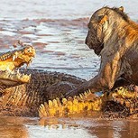 La brutal pelea entre cinco leones y un cocodrilo: Así se resolvió este salvaje encuentro