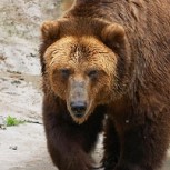 Video viral: Este oso entra a un domicilio y se da un chapuzón en la piscina