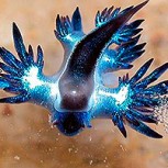 Hallan en Estados Unidos ejemplares de “dragón azul”, un animal tan pequeño como peligroso