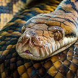 Si te distraes, pierdes: Hiena le impone la ley del más vivo a una serpiente