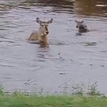 Cachorro es arrastrado por la corriente ante la mirada impasible de su madre: Dramático video