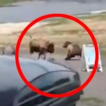 Un oso y un bisonte luchan a muerte en una tremenda batalla: ¿Cuál de los dos prevaleció?