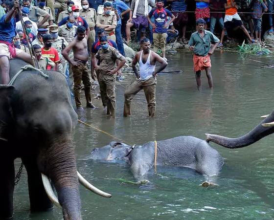 El cadáver de la elefanta yace en el río.