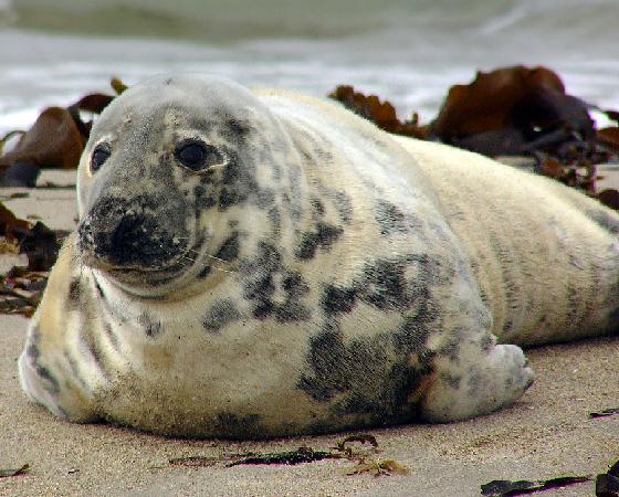 El pasado invierno fue perjudicial para las focas del Báltico.