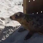 Foca es liberada tras terminar su rehabilitación: La preocupante historia que esconde