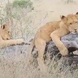 Tierno video: Estos pequeños leones juegan al “balancín” en plena naturaleza