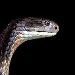 Ninguna presa fácil: Esta es la lucha que libró un lagarto contra una serpiente