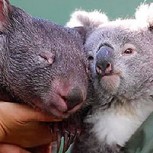 La amistad en tiempos de pandemia: Koala y wombat se volvieron inseparables