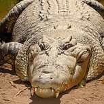 ¿Puede la mandíbula de un cocodrilo romper el caparazón de una tortuga? Este video tiene la respuesta