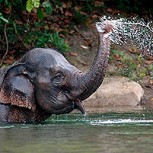 Elefante acalorado se transforma en éxito viral al tomar una siesta sumergido en un estanque